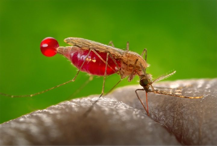 mosquito 542159 960 720 e1534255480422 - So verbreitet sich der Malariaparasit
